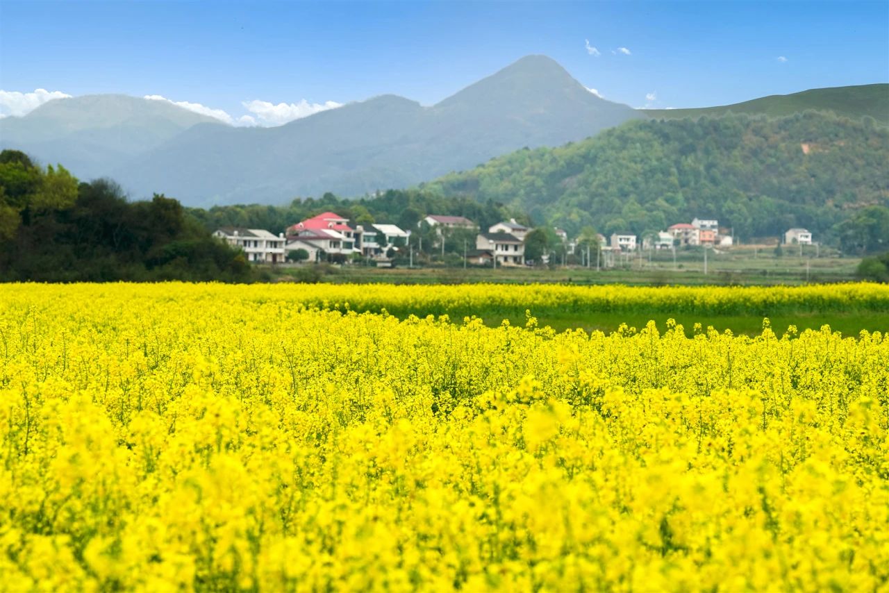 “低芥酸”菜籽油是啥？菜籽油為什么要買低芥酸的？